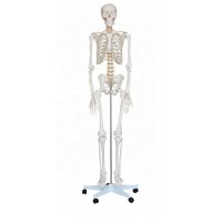 Human Skeleton